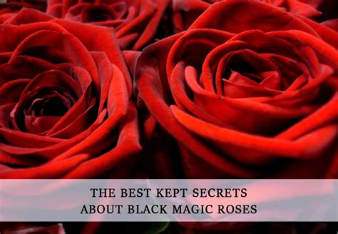 Summoning the Shadows: The Intriguing Lore of Dark Magic Roses